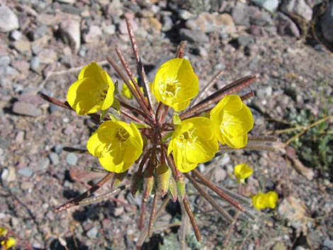 Golden Evening-Primrose (Chylismia brevipes)