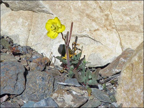 Golden Evening-Primrose (Chylismia brevipes)