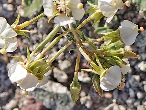 Brown-eyed Evening-Primrose (Chylismia claviformis)