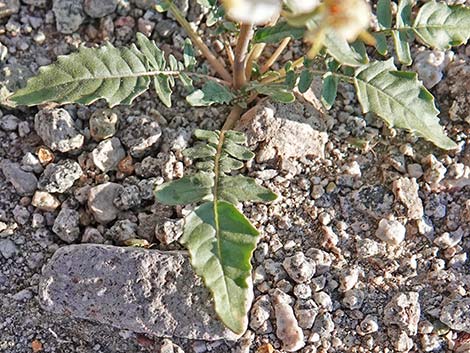 Brown-eyed Evening-Primrose (Chylismia claviformis)