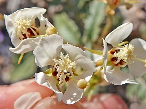 Brown-eyed Evening-Primrose (Chylismia claviformis)