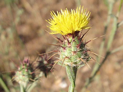 Malta Star-thistle (Centaurea melitensis)