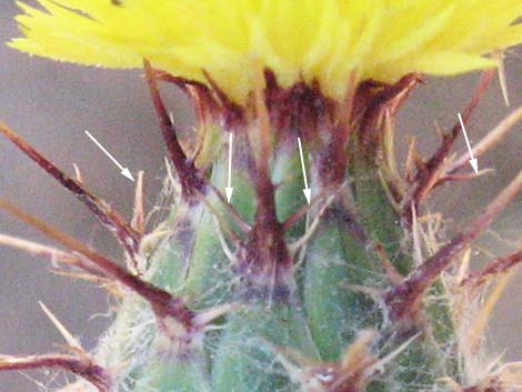 Malta Star-thistle (Centaurea melitensis)