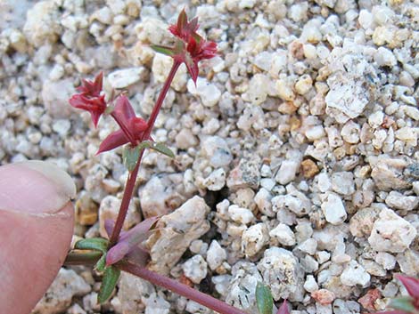 Red Triangles (Centrostegia thurberi)