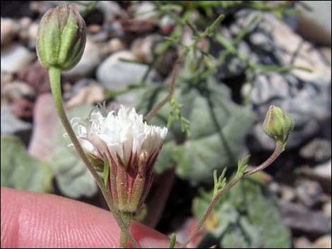 Pebble Pincushion (Chaenactis carphoclinia)