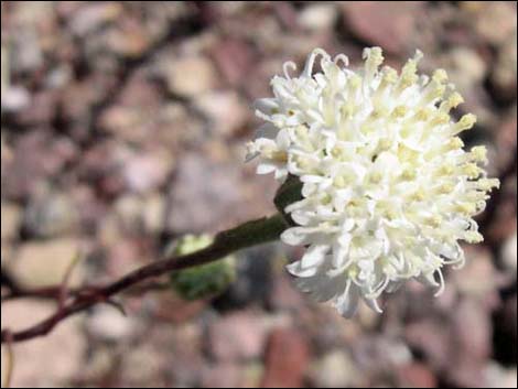 Pebble Pincushion (Chaenactis carphoclinia)