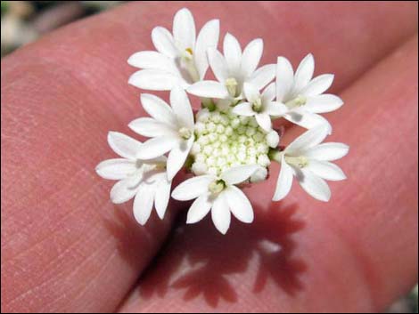 Pebble Pincushion (Chaenactis carphoclinia)