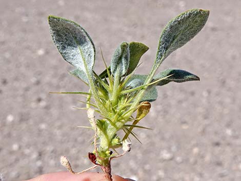 Devil's Spineflower (Chorizanthe rigida)