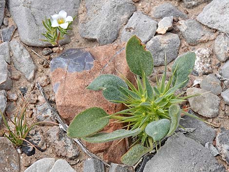 Devil's Spineflower (Chorizanthe rigida)