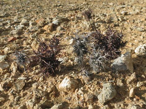 Devil's Spineflower (Chorizanthe rigida)