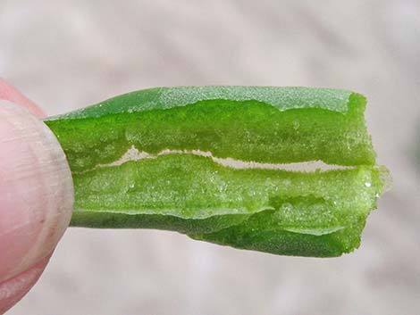 Dead Man's Fingers (Cistanthe ambigua)