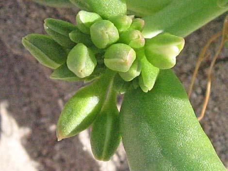 Dead Man's Fingers (Cistanthe ambigua)