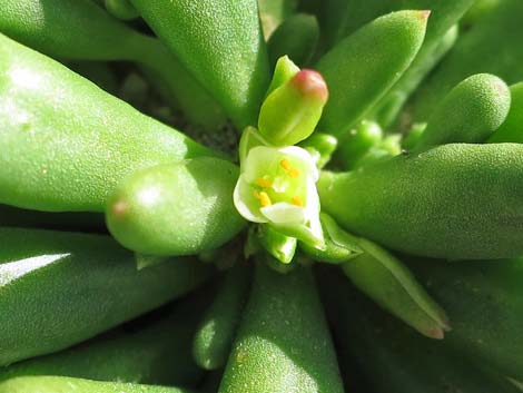 Dead Man's Fingers (Cistanthe ambigua)