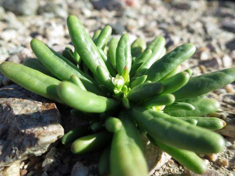 Dead Man's Fingers (Cistanthe ambigua)