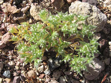 Cushion Cryptantha (Cryptantha circumscissa)