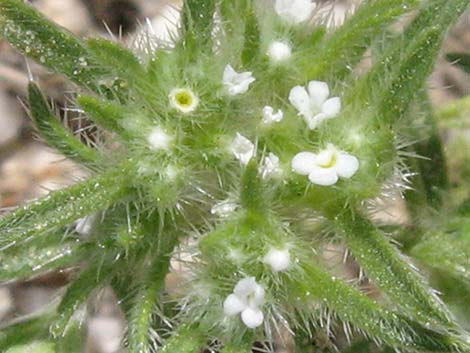 Cushion Cryptantha (Cryptantha circumscissa)