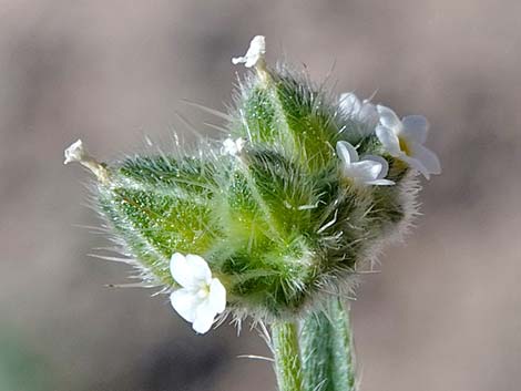 Wingnut Cryptantha (Cryptantha pterocarya)