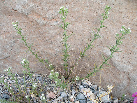 Forget-Me-Nots (Cryptantha)