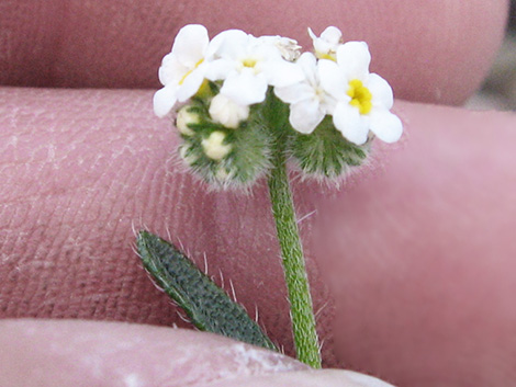 Forget-Me-Nots (Cryptantha)