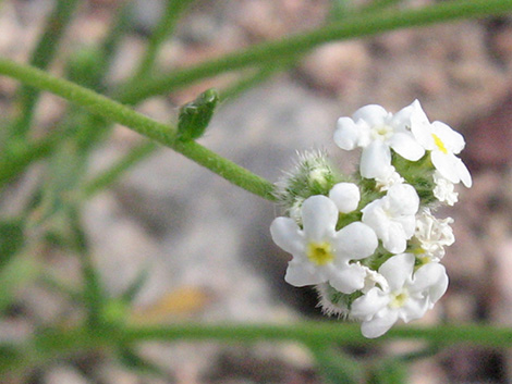 Forget-Me-Nots (Cryptantha)