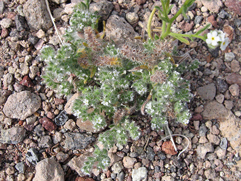 Forget-Me-Nots (Cryptantha)