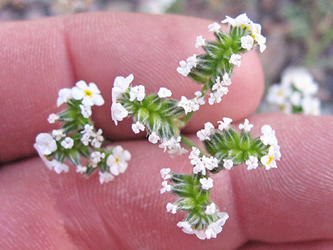 Forget-Me-Nots (Cryptantha)
