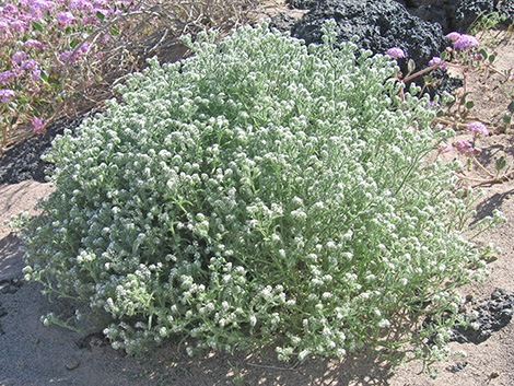 Forget-Me-Nots (Cryptantha)