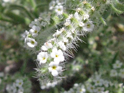 Forget-Me-Nots (Cryptantha)