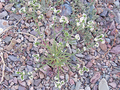 Forget-Me-Nots (Cryptantha spp.)