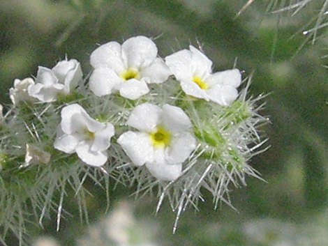 Forget-Me-Nots (Cryptantha spp.)