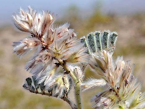 Soft Prairie Clover (Dalea mollissima)