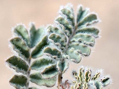 Soft Prairie Clover (Dalea mollissima)