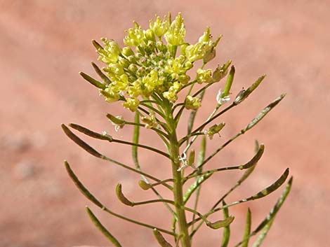 Flix weed (Descurainia sophia)