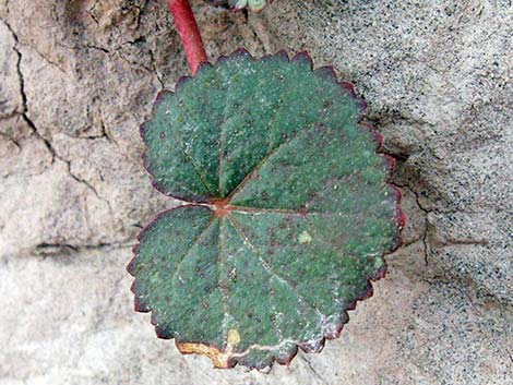 Desert Fivespot (Eremalche rotundifolia)