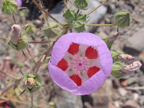 Desert Fivespot (Eremalche rotundifolia)