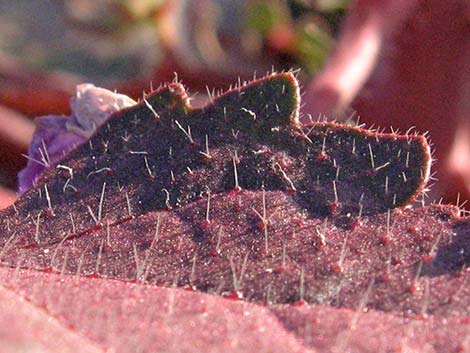 Desert Fivespot (Eremalche rotundifolia)