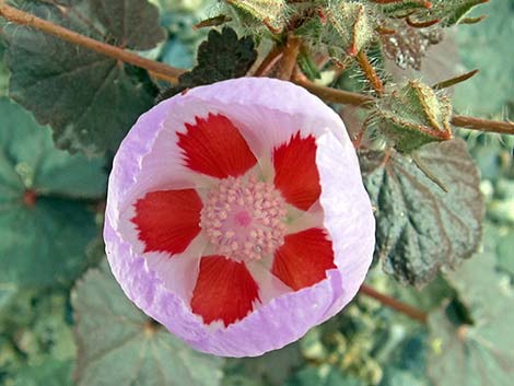 Desert Fivespot (Eremalche rotundifolia)