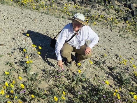 Desert Fivespot (Eremalche rotundifolia)