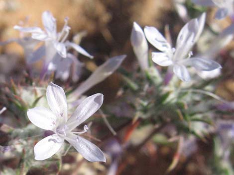 Desert Woollystar (Eriastrum eremicum)