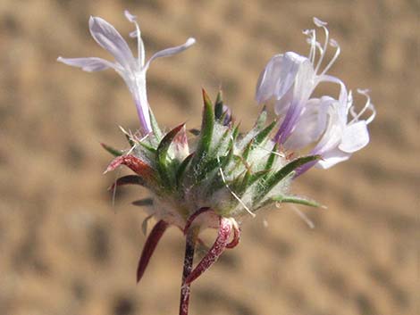 Desert Woollystar (Eriastrum eremicum)