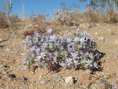 Desert Woollystar (Eriastrum eremicum)