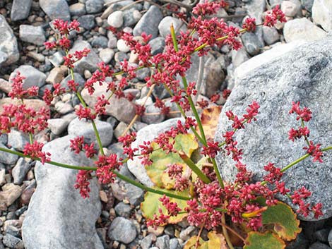 Annual Buckwheats (Eriogonum sp.)