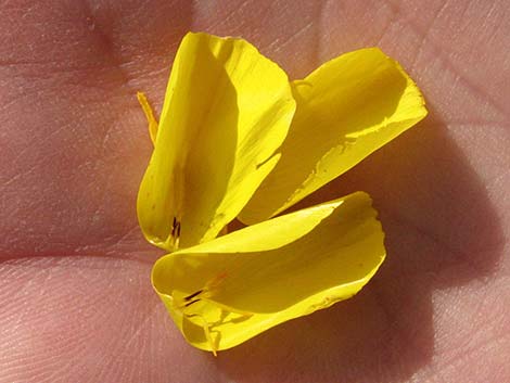 Desert Poppy (Eschscholzia glyptosperma)