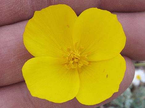 Desert Poppy (Eschscholzia glyptosperma)