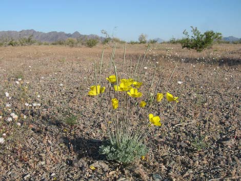 Desert Poppy (Eschscholzia glyptosperma)