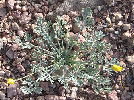 Pygmy Poppy (Eschscholzia minutiflora)