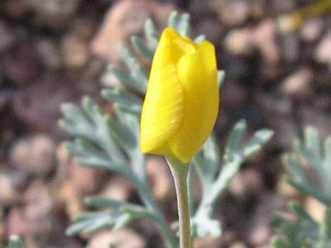 Pygmy Poppy (Eschscholzia minutiflora)