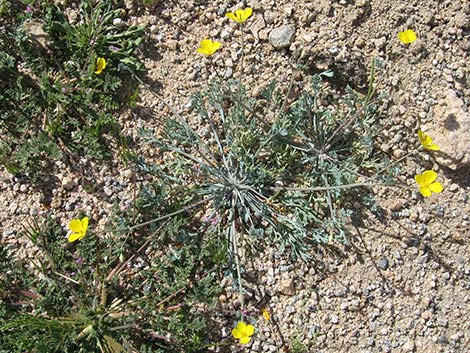 Pygmy Poppy (Eschscholzia minutiflora)