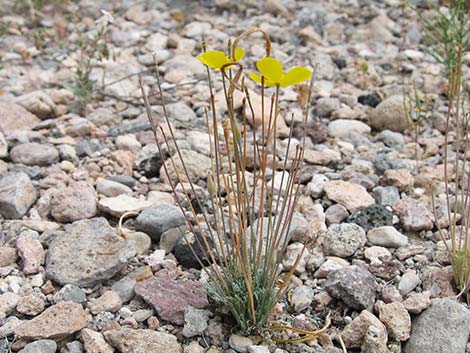 Pygmy Poppy (Eschscholzia minutiflora)