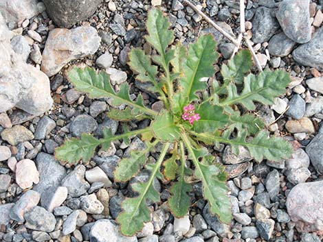 Gilia (Gilia)